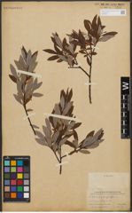 Foto von Salix L.